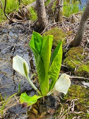 Lysichiton camtschatcensis