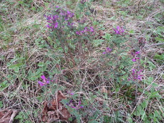 Astragalus suffruticosus