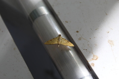 Lygropia