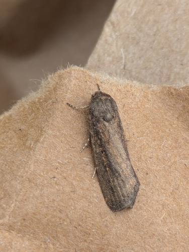 Athetis tenuis