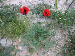 Papaver arenarium