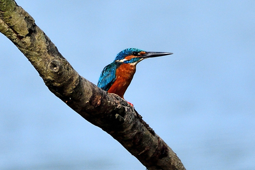 Common Kingfisher