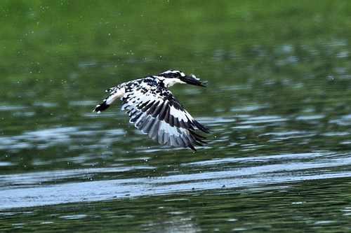 Pied Kingfisher