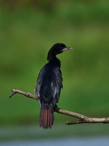 Little Cormorant