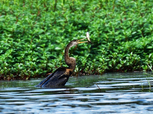 Oriental Darter