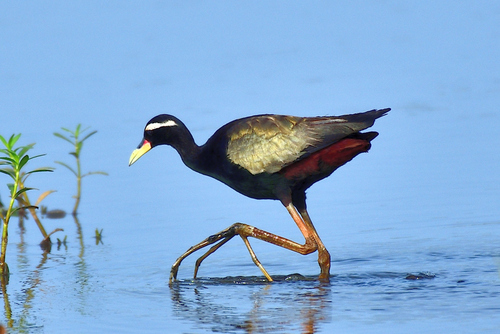 Bronze-winged Jacana