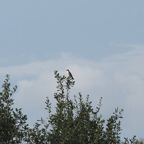 Eastern Kingbird