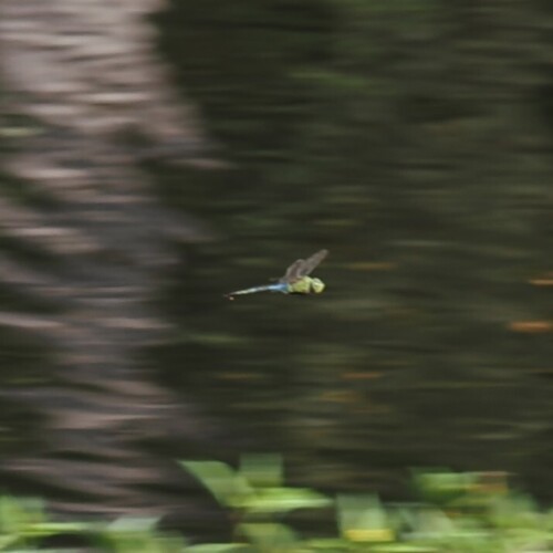 Common Green Darner