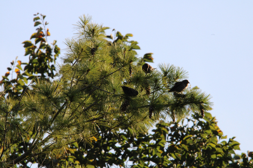 Red-winged Blackbird