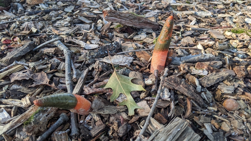 devil's dipstick · September 2026 · photo: Photo: (c) Maria Aghazarian, some rights reserved (CC BY) · iNaturalist