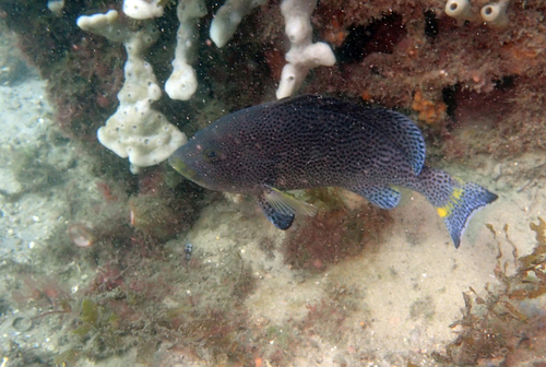 Epinephelus cyanopodus observed 2026-09-12