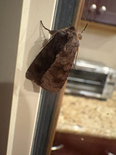 Bronzed Cutworm Moth