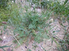 Papaver arenarium