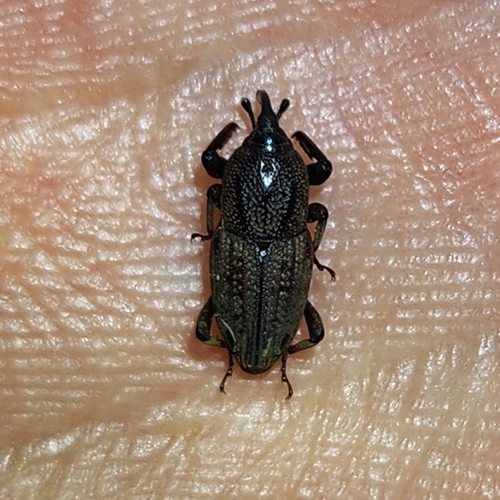 Hunting Billbug