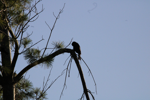 Common Grackle