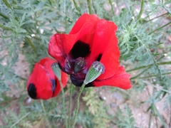 Papaver arenarium
