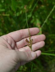 Juncus dichotomus