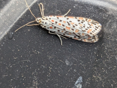 Heliotrope Moth