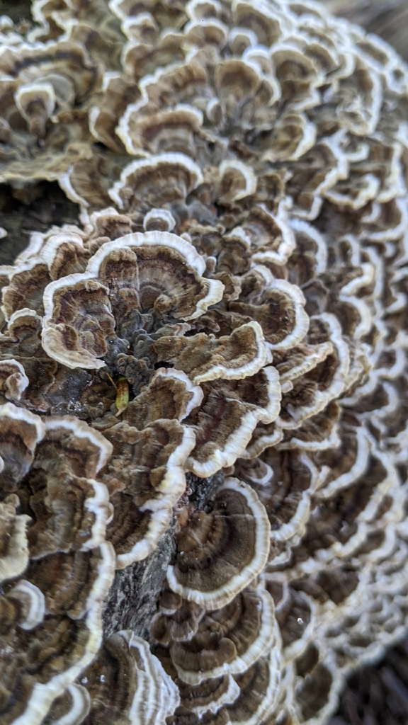 turkey-tail · September 2026 · photo: Photo: (c) Maria Aghazarian, some rights reserved (CC BY) · iNaturalist
