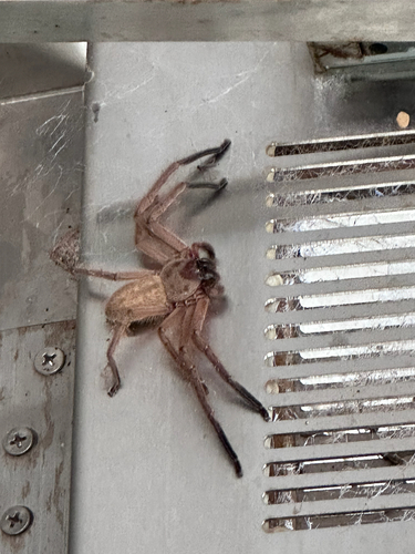 Social Huntsman Spider
