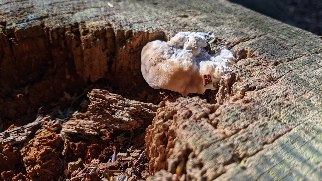 green cheese polypore · September 2026 · photo: Photo: (c) Maria Aghazarian, some rights reserved (CC BY) · iNaturalist