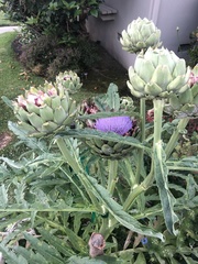 Cynara cardunculus cardunculus