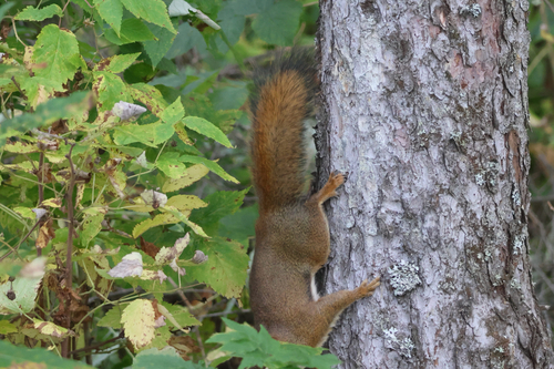 American Red Squirrel