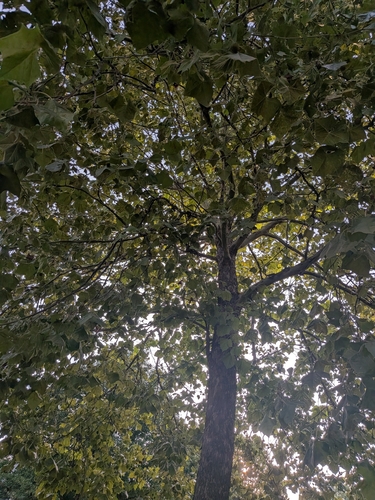 American sycamore