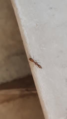 Synemosyna aurantiaca