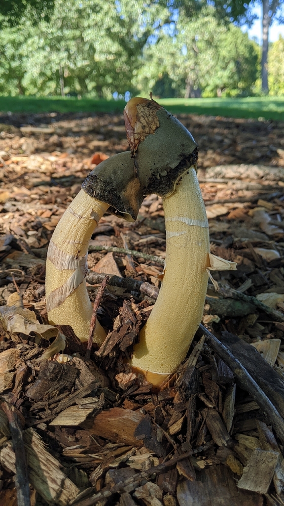 Ravenel's stinkhorn · September 2026 · photo: Photo: (c) Maria Aghazarian, some rights reserved (CC BY) · iNaturalist