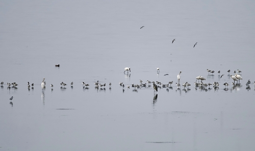 Black-faced Spoonbill