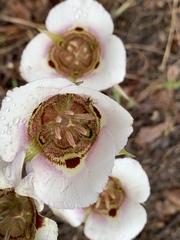 Calochortus vestae