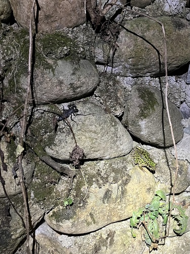 Tianmu Sharp-nosed Frog