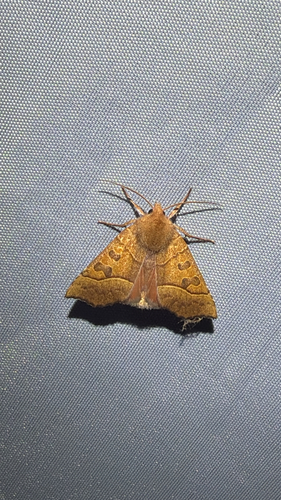 Scalloped Sallow