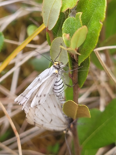 Chain-dotted Geometer