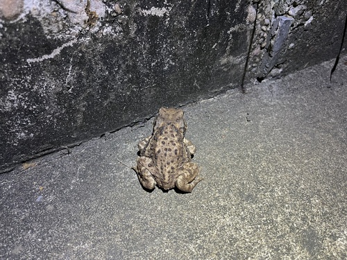 Asiatic Toad