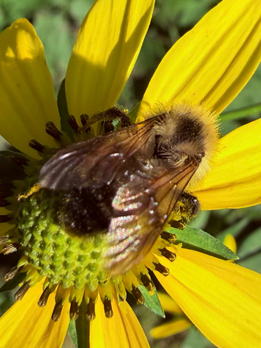 Lemon Cuckoo Bumble Bee