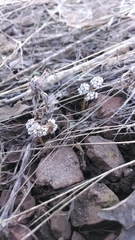 Lomatium linearifolium