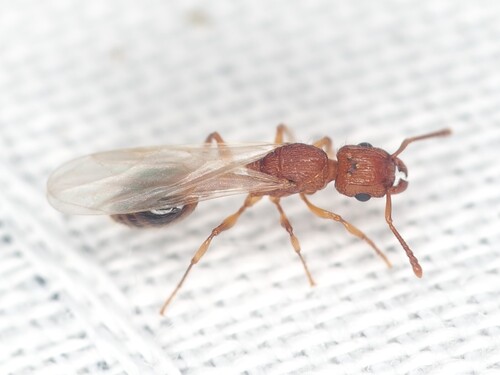 Bicolored Pennant Ant