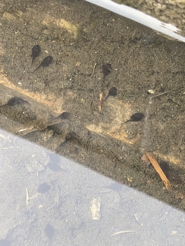 Asian Common Toad