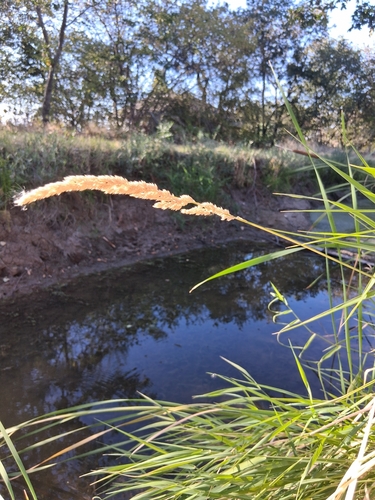 reed canary grass