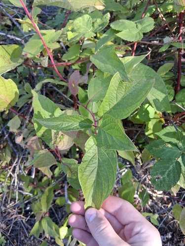 red osier dogwood