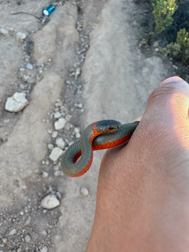 Ring-necked Snake