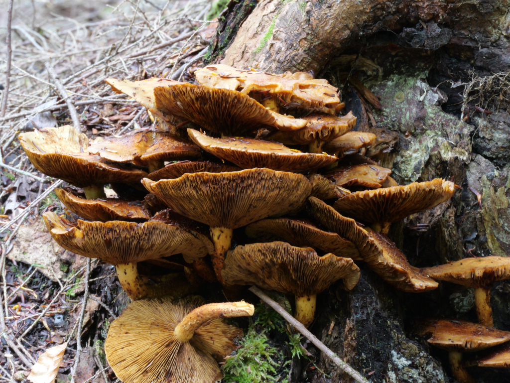 shaggy scalycap · September 2026 · photo: Photo: no rights reserved · iNaturalist