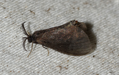 Cryptothelea gloverii