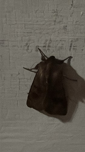Bronzed Cutworm Moth