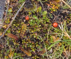 Coprosma perpusilla