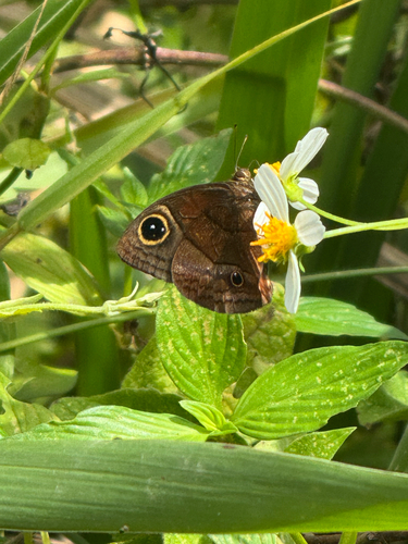 Jamaican satyr