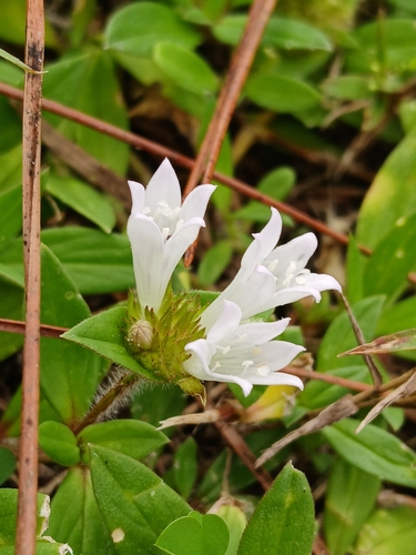 Richardia grandiflora, photograph 5