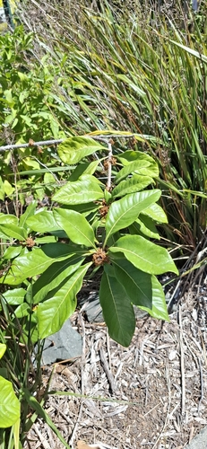 Pittosporum cherrieri observed 2026-09-15